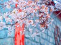 苏州惠聚家电子商务有限公司