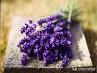 苏州惠聚家电子商务有限公司