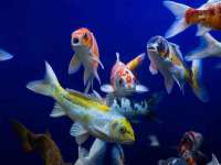 苏州惠聚家电子商务有限公司